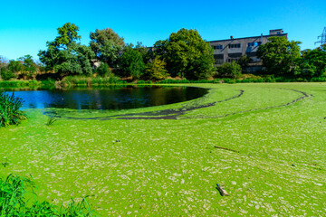 Picturesque eutrophic pond covered with green Duckweed and Wolfia algae, surrounded by lush plants...