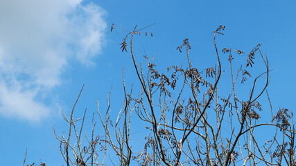 Dry tree branches on a blue sky background