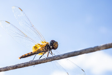 Close up dragonfly