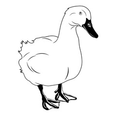 Goose