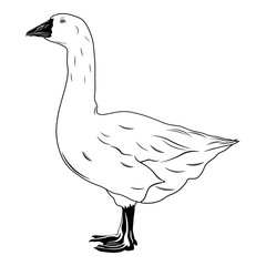 Goose