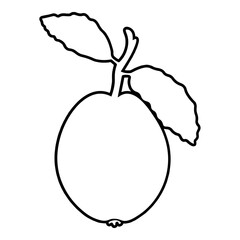 Guava Outline