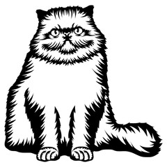 Himalayan Cat