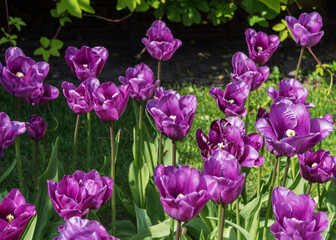 Tulip Blue Almable. Very rare old tulips from Holland