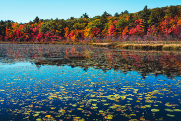 Water lillys and fall colors in New Hampshire