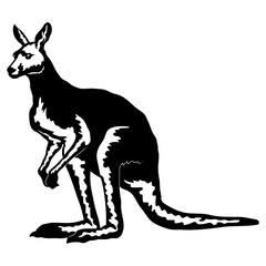 Kangaroo