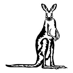 Kangaroo