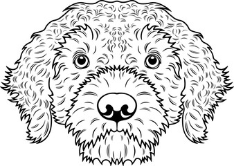 Lagotto Romagnolo