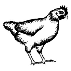 Leghorn Chicken