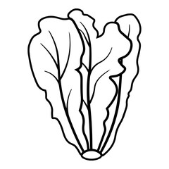 Lettuce Outline