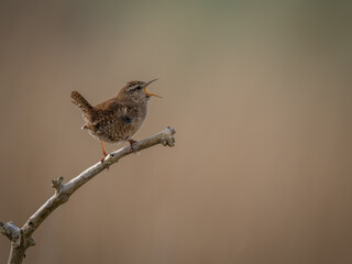 Signing UK Wren Bird perched on a branch