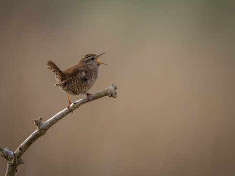 Signing UK Wren Bird perched on a branch