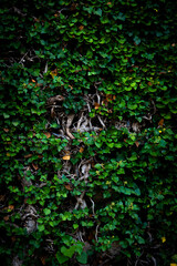 Natural Texture of Green Leaves on a Wall with Vines