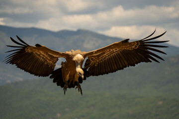 Close-up of a Griffon vulture (Eurasion griffon, Gyps fulvus) on final approach to landing