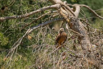 a black kite (Milvus migrans) at a vulture feeding site