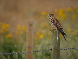 Female Kestrel Perched on a Fence Post