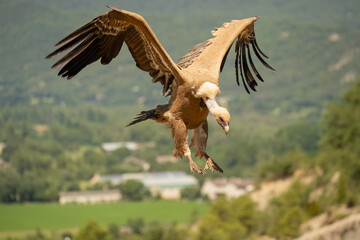 Close-up of a Griffon vulture (Eurasion griffon, Gyps fulvus) on final approach to landing