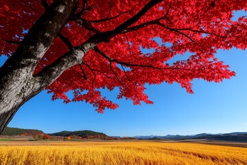 Enchanting Autumn Red, Breezy, and Countryside shown in a rural landscape where the red leaves of the trees flutter in the breeze, creating a vibrant contrast against the clear blue sky