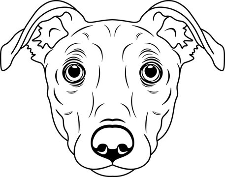 Lurcher