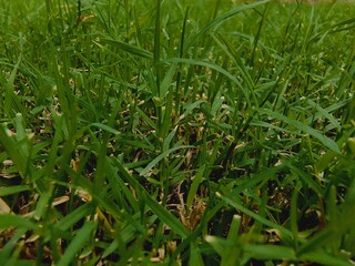 Comprehensive Lawn Care and Grass Management: Stunning Stock Photography of Diverse Grass Types, Turf Management Techniques, and Eco-Friendly Landscaping Solutions