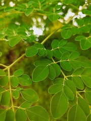 Dense dark green leaves in the garden. Emerald green leaf texture. Nature abstract background. Tropical forest. Above view of dark green leaves with natural pattern. Tropical plant wallpaper. Greenery