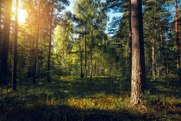 Magnificent landscape of the pine forest and its carpet of ferns in the Russia