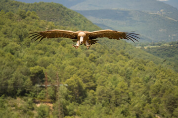 Close-up of a Griffon vulture (Eurasion griffon, Gyps fulvus) on final approach to landing