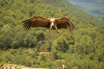 Close-up of a Griffon vulture (Eurasion griffon, Gyps fulvus) on final approach to landing
