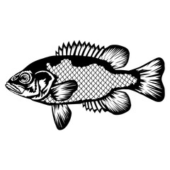 Northern Rock Bass  Fish