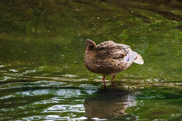 Beautiful ducks swim in the autumn pond.