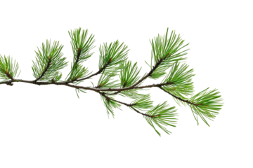 Evergreen branch, green fir twig on a transparent background