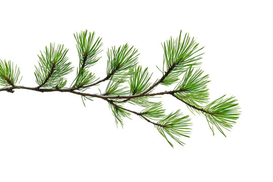 green pine branch on white background clip art preview