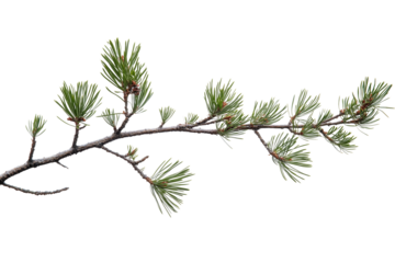 Pine tree branch, green christmas pine twig on transparent background
