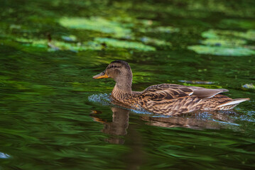 Beautiful ducks swim in the autumn pond.