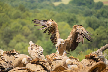 Close-up of a Griffon vulture (Eurasion griffon, Gyps fulvus) on final approach to landing