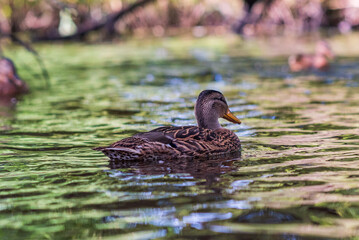 Beautiful ducks swim in the autumn pond.