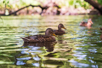 Beautiful ducks swim in the autumn pond.