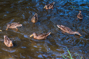 Beautiful ducks swim in the autumn pond.