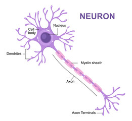 Vector infographic of neuron anatomy. Axon, myelin sheat, dendrites, cell body, nucleus.