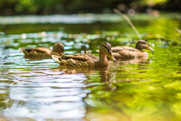 Beautiful ducks swim in the autumn pond.