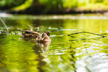 Beautiful ducks swim in the autumn pond.