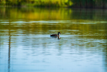 Beautiful ducks swim in the autumn pond.