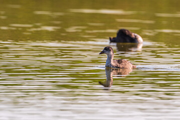 Beautiful ducks swim in the autumn pond.