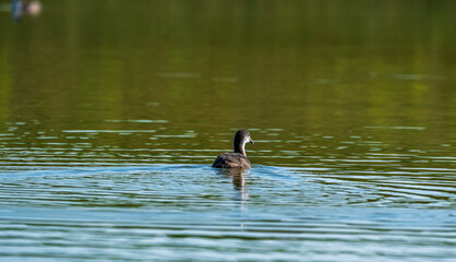 Beautiful ducks swim in the autumn pond.