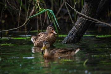 Beautiful ducks swim in the autumn pond.