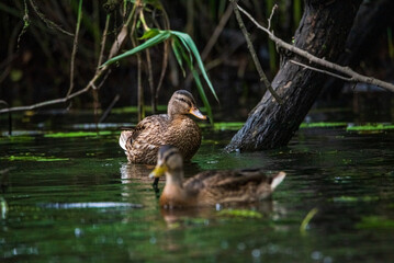 Beautiful ducks swim in the autumn pond.