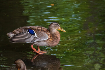 Beautiful ducks swim in the autumn pond.