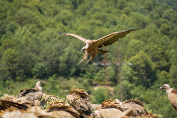 Close-up of a Griffon vulture (Eurasion griffon, Gyps fulvus) on final approach to landing