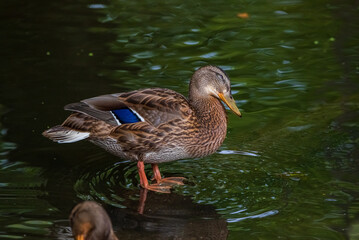Beautiful ducks swim in the autumn pond.
