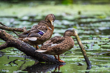 Beautiful ducks swim in the autumn pond.